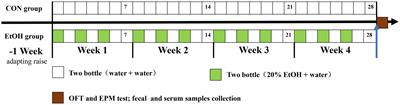 Alterations and correlations of gut microbiota, fecal, and serum metabolome characteristics in a rat model of alcohol use disorder